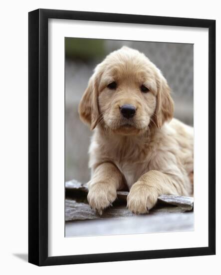 Golden Retriever Puppy-null-Framed Photographic Print