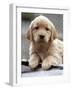 Golden Retriever Puppy-null-Framed Photographic Print