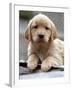 Golden Retriever Puppy-null-Framed Photographic Print