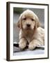 Golden Retriever Puppy-null-Framed Photographic Print