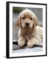 Golden Retriever Puppy-null-Framed Photographic Print