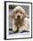 Golden Retriever Puppy-null-Framed Photographic Print