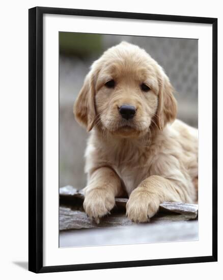 Golden Retriever Puppy-null-Framed Photographic Print