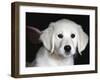 Golden Retriever Puppy-Lynn M. Stone-Framed Photographic Print