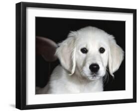 Golden Retriever Puppy-Lynn M. Stone-Framed Photographic Print