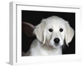 Golden Retriever Puppy-Lynn M. Stone-Framed Photographic Print