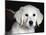 Golden Retriever Puppy-Lynn M. Stone-Mounted Photographic Print