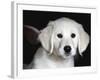 Golden Retriever Puppy-Lynn M. Stone-Framed Photographic Print