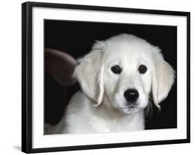 Golden Retriever Puppy-Lynn M. Stone-Framed Photographic Print