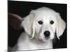 Golden Retriever Puppy-Lynn M. Stone-Mounted Photographic Print