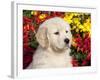 Golden Retriever Puppy-Lynn M^ Stone-Framed Photographic Print