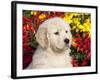 Golden Retriever Puppy-Lynn M^ Stone-Framed Photographic Print