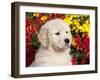 Golden Retriever Puppy-Lynn M^ Stone-Framed Photographic Print