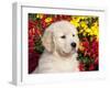Golden Retriever Puppy-Lynn M^ Stone-Framed Photographic Print