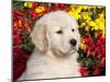 Golden Retriever Puppy-Lynn M^ Stone-Mounted Photographic Print