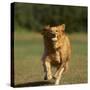 Golden Retriever Running with Baseball-DLILLC-Stretched Canvas