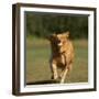 Golden Retriever Running with Baseball-DLILLC-Framed Photographic Print