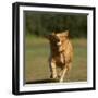 Golden Retriever Running with Baseball-DLILLC-Framed Photographic Print