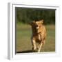 Golden Retriever Running with Baseball-DLILLC-Framed Photographic Print