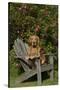 Golden Retriever(S) in Backyard Garden on Old-Lynn M^ Stone-Stretched Canvas