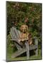 Golden Retriever(S) in Backyard Garden on Old-Lynn M^ Stone-Mounted Photographic Print