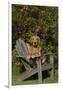 Golden Retriever(S) in Backyard Garden on Old-Lynn M^ Stone-Framed Photographic Print