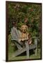 Golden Retriever(S) in Backyard Garden on Old-Lynn M^ Stone-Framed Photographic Print