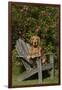 Golden Retriever(S) in Backyard Garden on Old-Lynn M^ Stone-Framed Photographic Print