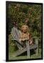 Golden Retriever(S) in Backyard Garden on Old-Lynn M^ Stone-Framed Photographic Print