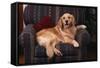 Golden Retriever Sitting in Armchair-DLILLC-Framed Stretched Canvas