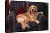 Golden Retriever Sitting in Armchair-DLILLC-Stretched Canvas