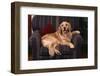 Golden Retriever Sitting in Armchair-DLILLC-Framed Photographic Print