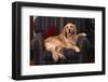 Golden Retriever Sitting in Armchair-DLILLC-Framed Photographic Print