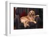 Golden Retriever Sitting in Armchair-DLILLC-Framed Photographic Print