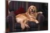 Golden Retriever Sitting in Armchair-DLILLC-Mounted Photographic Print