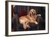 Golden Retriever Sitting in Armchair-DLILLC-Framed Photographic Print