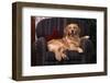 Golden Retriever Sitting in Armchair-DLILLC-Framed Photographic Print