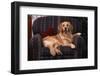 Golden Retriever Sitting in Armchair-DLILLC-Framed Photographic Print