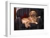 Golden Retriever Sitting in Armchair-DLILLC-Framed Photographic Print