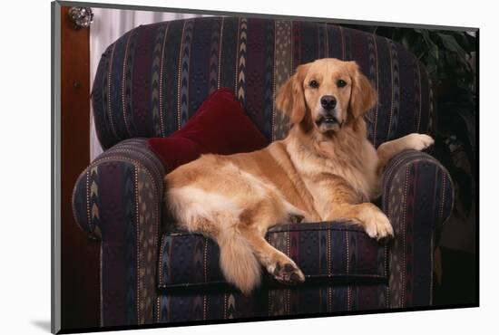 Golden Retriever Sitting in Armchair-DLILLC-Mounted Photographic Print