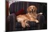 Golden Retriever Sitting in Armchair-DLILLC-Mounted Photographic Print