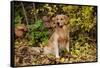 Golden Retriever Sitting in Autumn Leaves by Brush, Oglesby, Illinois, USA-Lynn M^ Stone-Framed Stretched Canvas