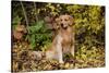 Golden Retriever Sitting in Autumn Leaves by Brush, Oglesby, Illinois, USA-Lynn M^ Stone-Stretched Canvas