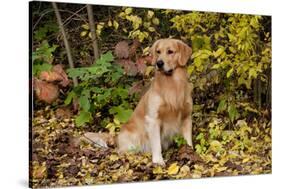 Golden Retriever Sitting in Autumn Leaves by Brush, Oglesby, Illinois, USA-Lynn M^ Stone-Stretched Canvas