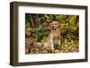 Golden Retriever Sitting in Autumn Leaves by Brush, Oglesby, Illinois, USA-Lynn M^ Stone-Framed Photographic Print