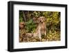 Golden Retriever Sitting in Autumn Leaves by Brush, Oglesby, Illinois, USA-Lynn M^ Stone-Framed Photographic Print