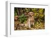 Golden Retriever Sitting in Autumn Leaves by Brush, Oglesby, Illinois, USA-Lynn M^ Stone-Framed Photographic Print