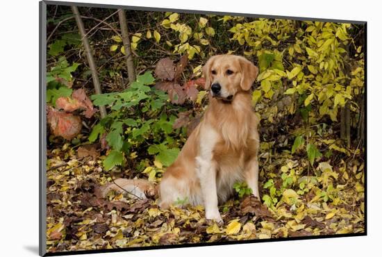 Golden Retriever Sitting in Autumn Leaves by Brush, Oglesby, Illinois, USA-Lynn M^ Stone-Mounted Photographic Print