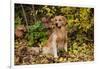 Golden Retriever Sitting in Autumn Leaves by Brush, Oglesby, Illinois, USA-Lynn M^ Stone-Framed Photographic Print