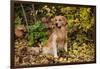 Golden Retriever Sitting in Autumn Leaves by Brush, Oglesby, Illinois, USA-Lynn M^ Stone-Framed Photographic Print